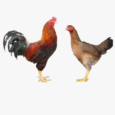 Lịch Tiêm Phòng Vắc Xin Cho Gà Lai Chọi