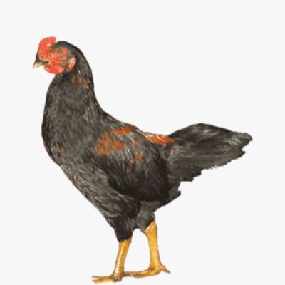 Mô Hình Nuôi Gà Lai Chọi