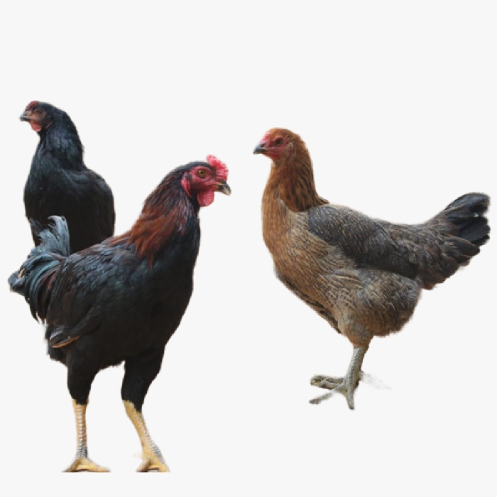 Gà Lai Chọi Là gì ?